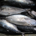 Frozen bonito tuna fish price on sale, tuna for canned